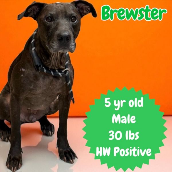 Brewster