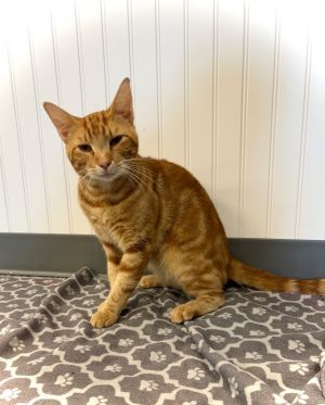 DORITO, Adult Male unknown