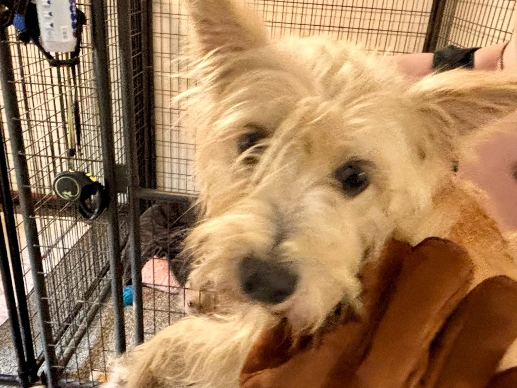 Coco