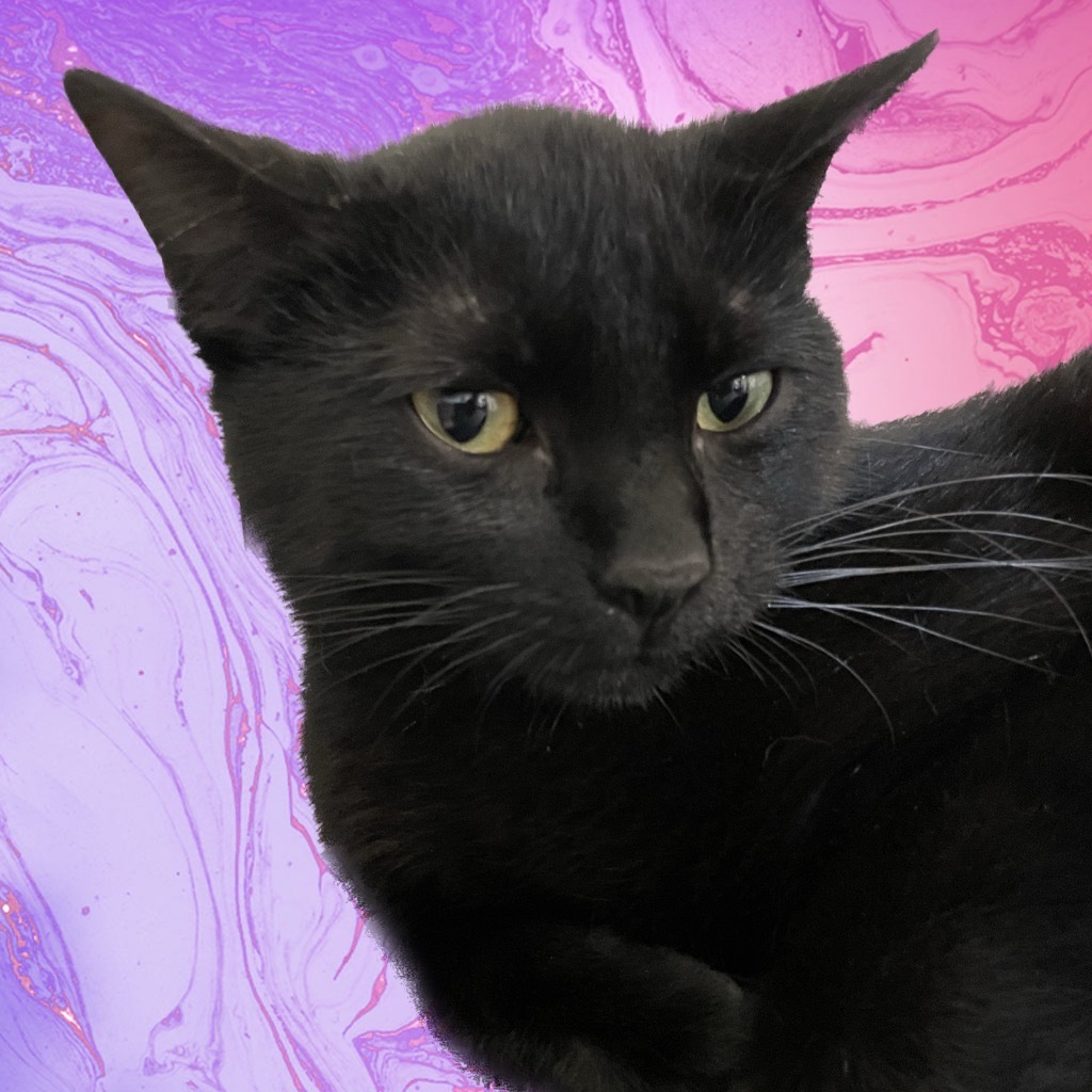 Catarina, an adoptable Domestic Short Hair in Corpus Christi, TX, 78414 | Photo Image 1