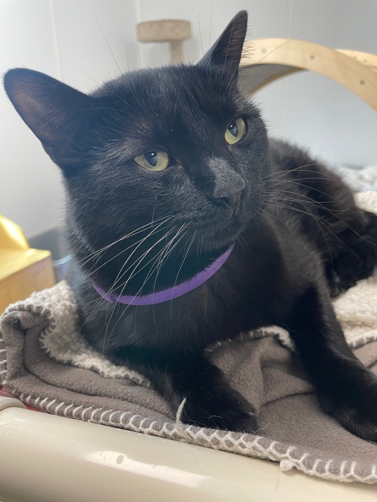 Catarina, an adoptable Domestic Short Hair in Corpus Christi, TX, 78414 | Photo Image 2