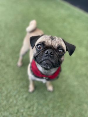 Bee Pug Dog