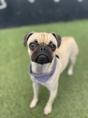 Summer Pug Dog