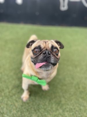 Davey Pug Dog