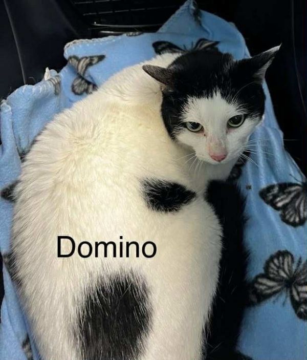 Domino thumbnail 2