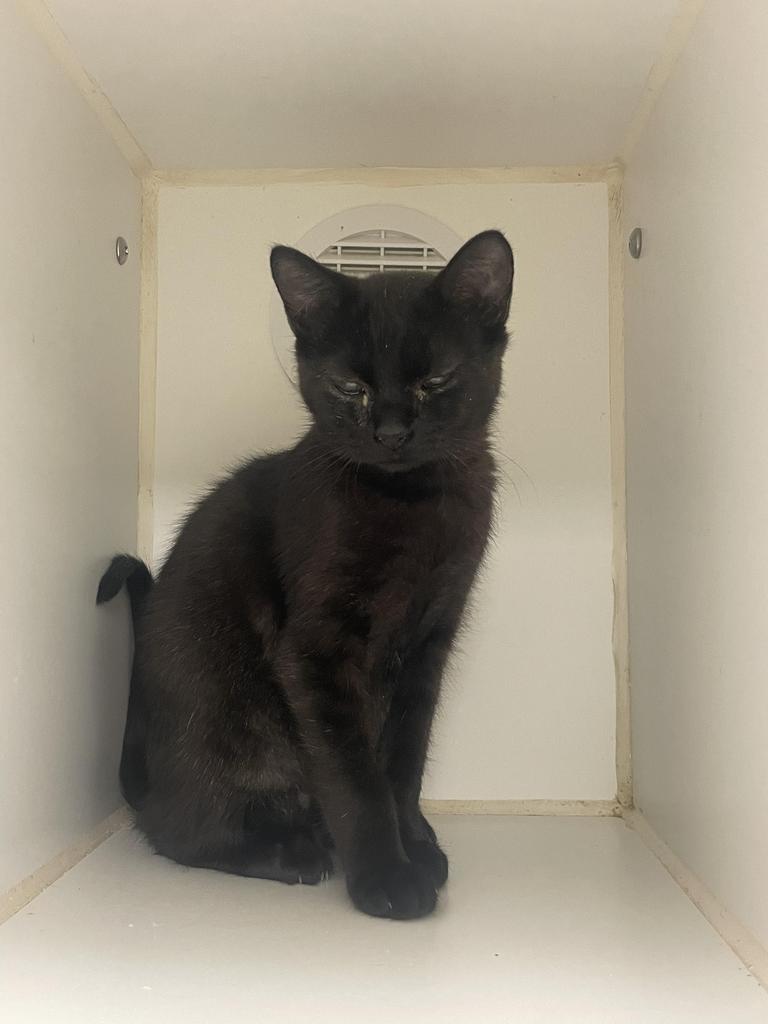 Barley (lakeland)