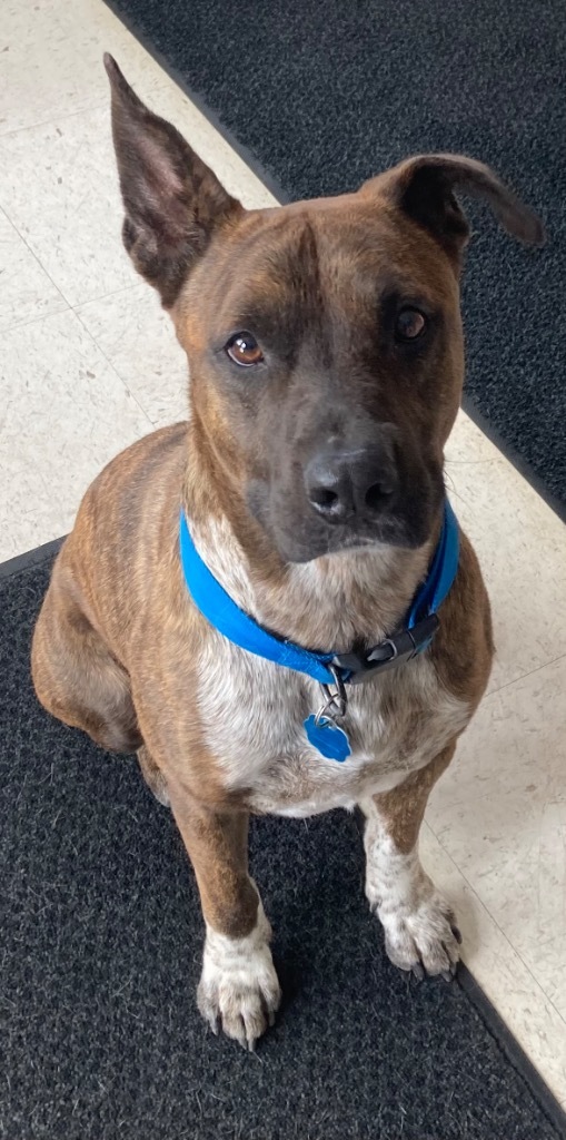 Logan, an adoptable Pit Bull Terrier, Mixed Breed in Green River, WY, 82935 | Photo Image 1