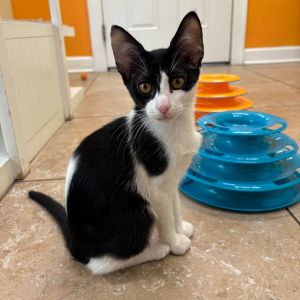 Maybelle, Baby Female unknown