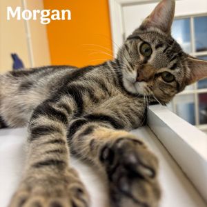 Morgan, Baby Female unknown