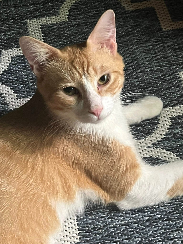 Owen