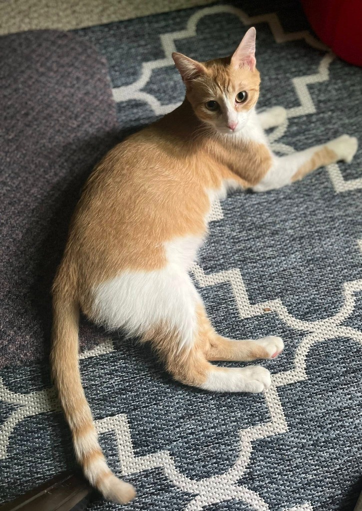 Owen