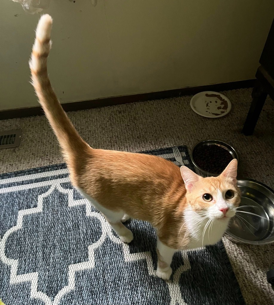 Owen