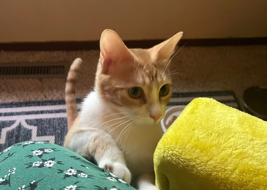 Owen