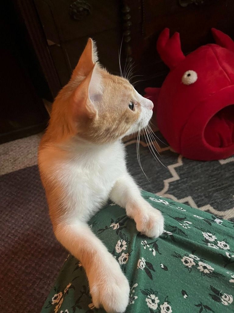 Owen