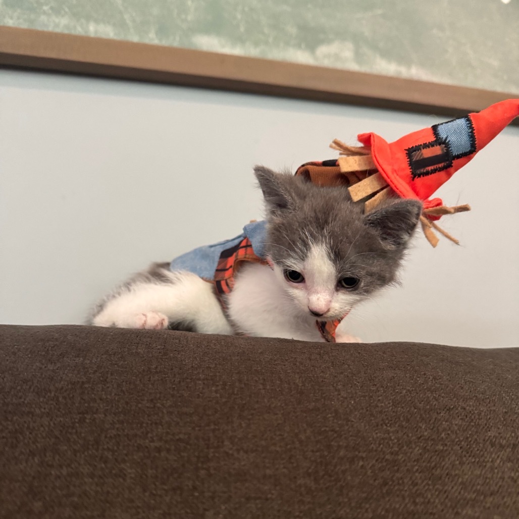 Sam
