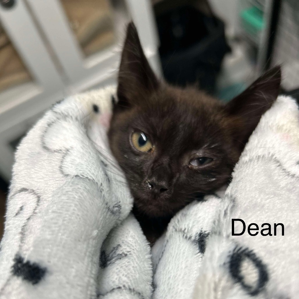 Dean