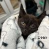 Dean photo 4
