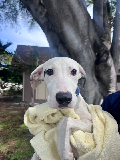 Sachi, an adoptable Hound, Mixed Breed in Honolulu, HI, 96826 | Photo Image 1