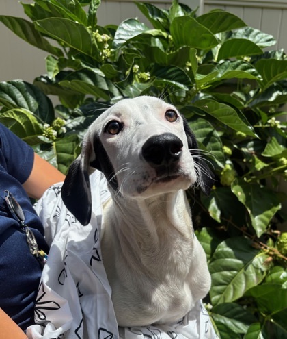 Ken, an adoptable Hound, Mixed Breed in Honolulu, HI, 96826 | Photo Image 1