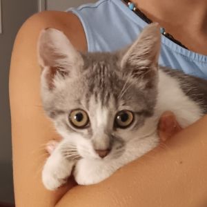 Cream Puff, Baby Female unknown