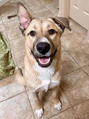 Kennedy TX Shepherd Dog