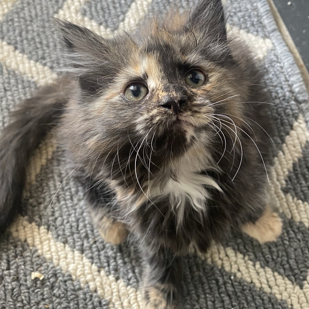 KitKat