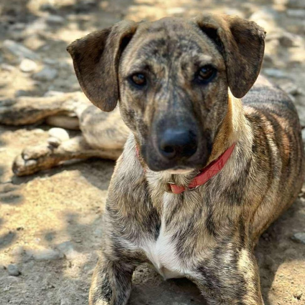 Rocko