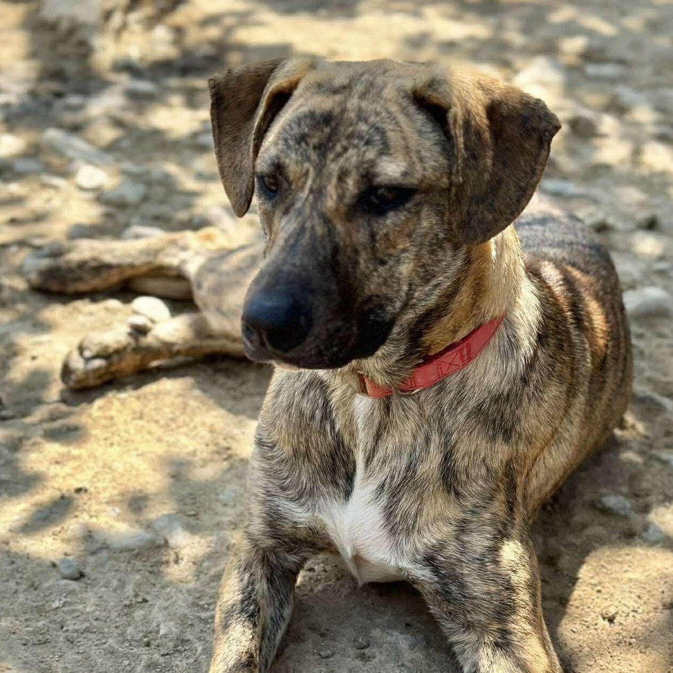 Rocko