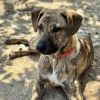Rocko photo 2