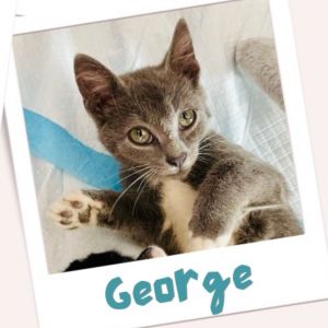 Prince George of Cat-Tails, Baby Male unknown
