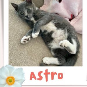 Astro the Wonder Cat, Baby Male unknown