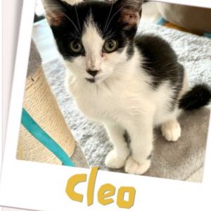 Cleopatra Diva Fancypants, Baby Female unknown