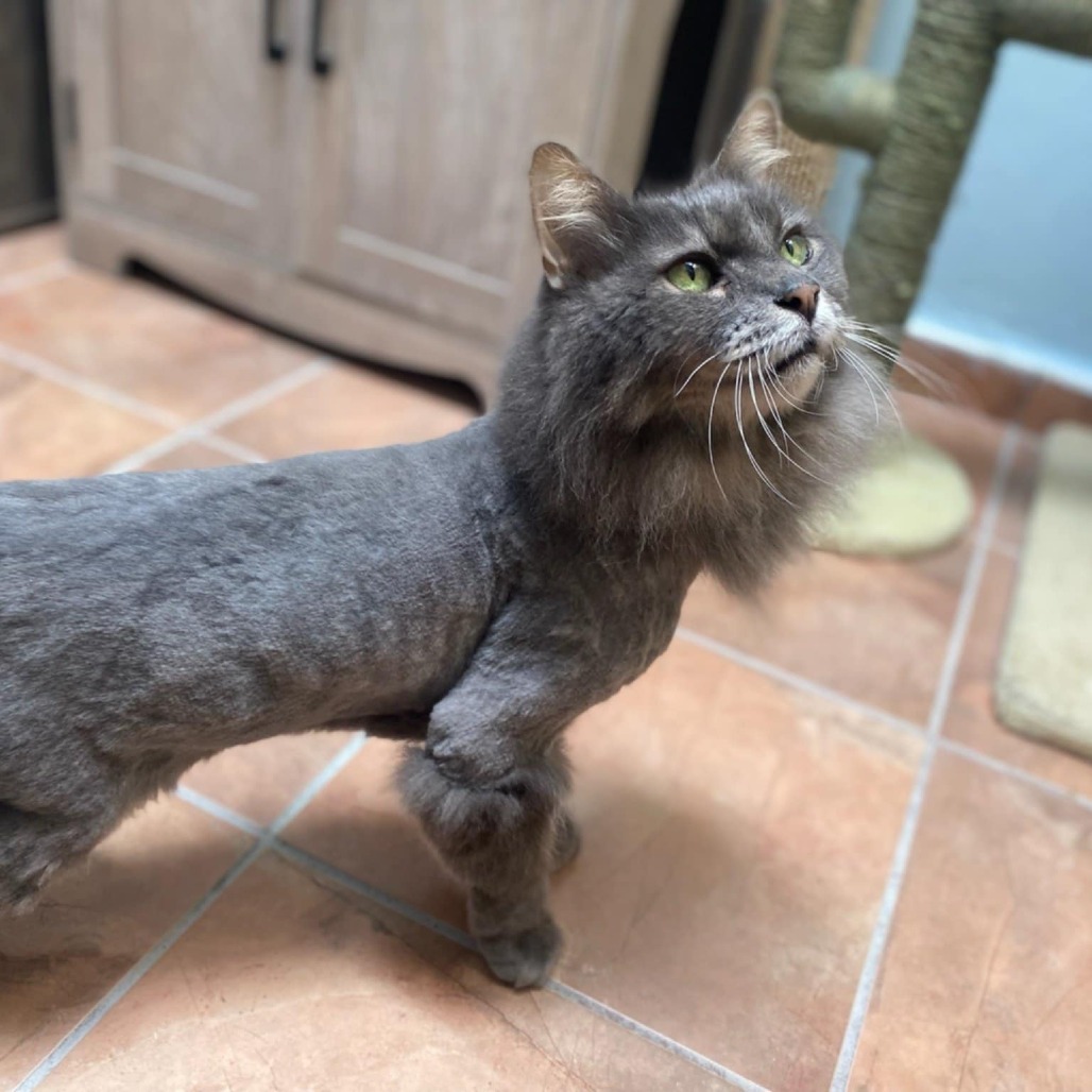 Grandpa Fluffy