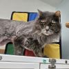 Grandpa Fluffy photo 3
