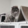 Grandpa Fluffy photo 4