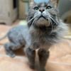 Grandpa Fluffy photo 6