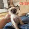 Cherry photo 2