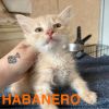 Habanero photo 2