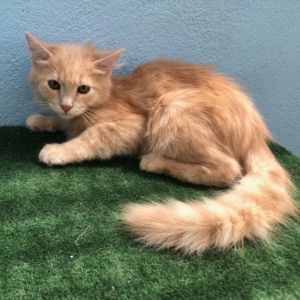 Cayenne, Baby Male unknown