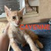 Cayenne photo 2