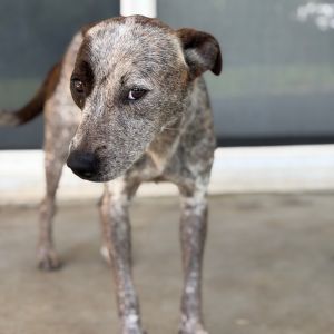 Betsy (AIR-Stray-12153), Young Female unknown