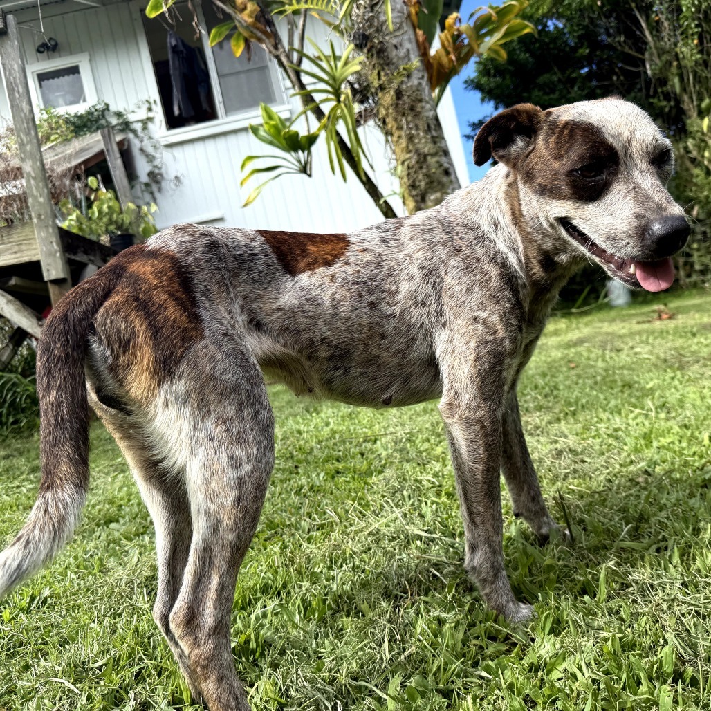 Betsy (AIR-Stray-12153), an adoptable Australian Cattle Dog / Blue Heeler in Keaau, HI, 96749 | Photo Image 2