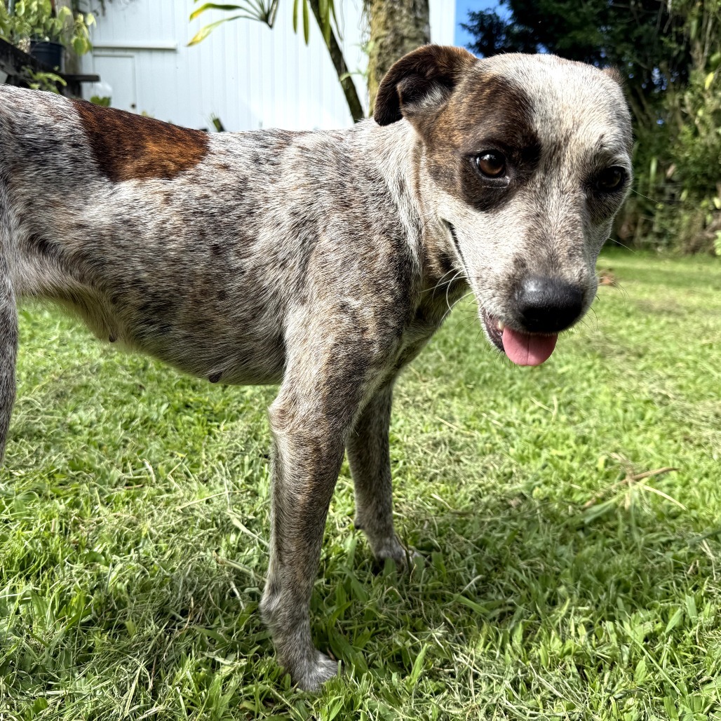 Betsy (AIR-Stray-12153), an adoptable Australian Cattle Dog / Blue Heeler in Keaau, HI, 96749 | Photo Image 3