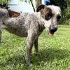 Betsy (AIR-Stray-12153) photo 3