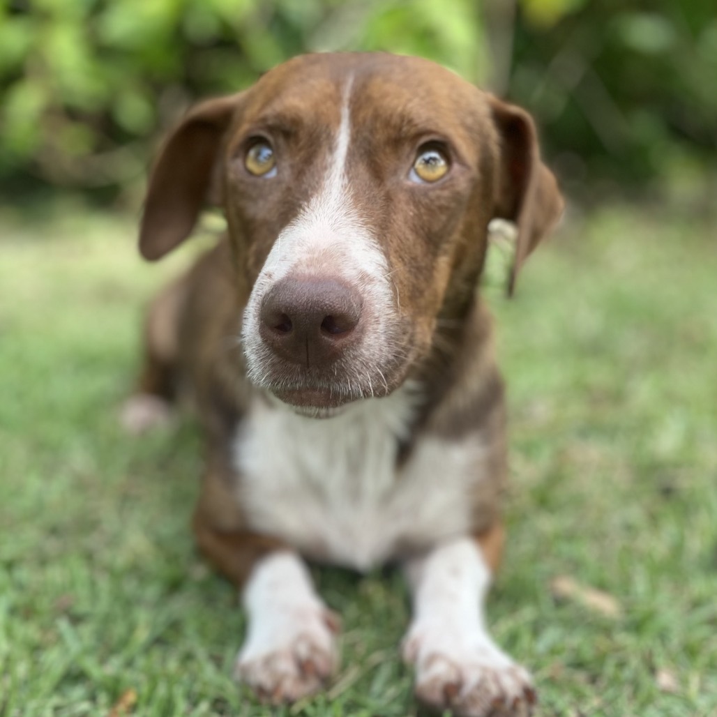 Mama Lina (COH-A-64680), an adoptable Mixed Breed in Keaau, HI, 96749 | Photo Image 1