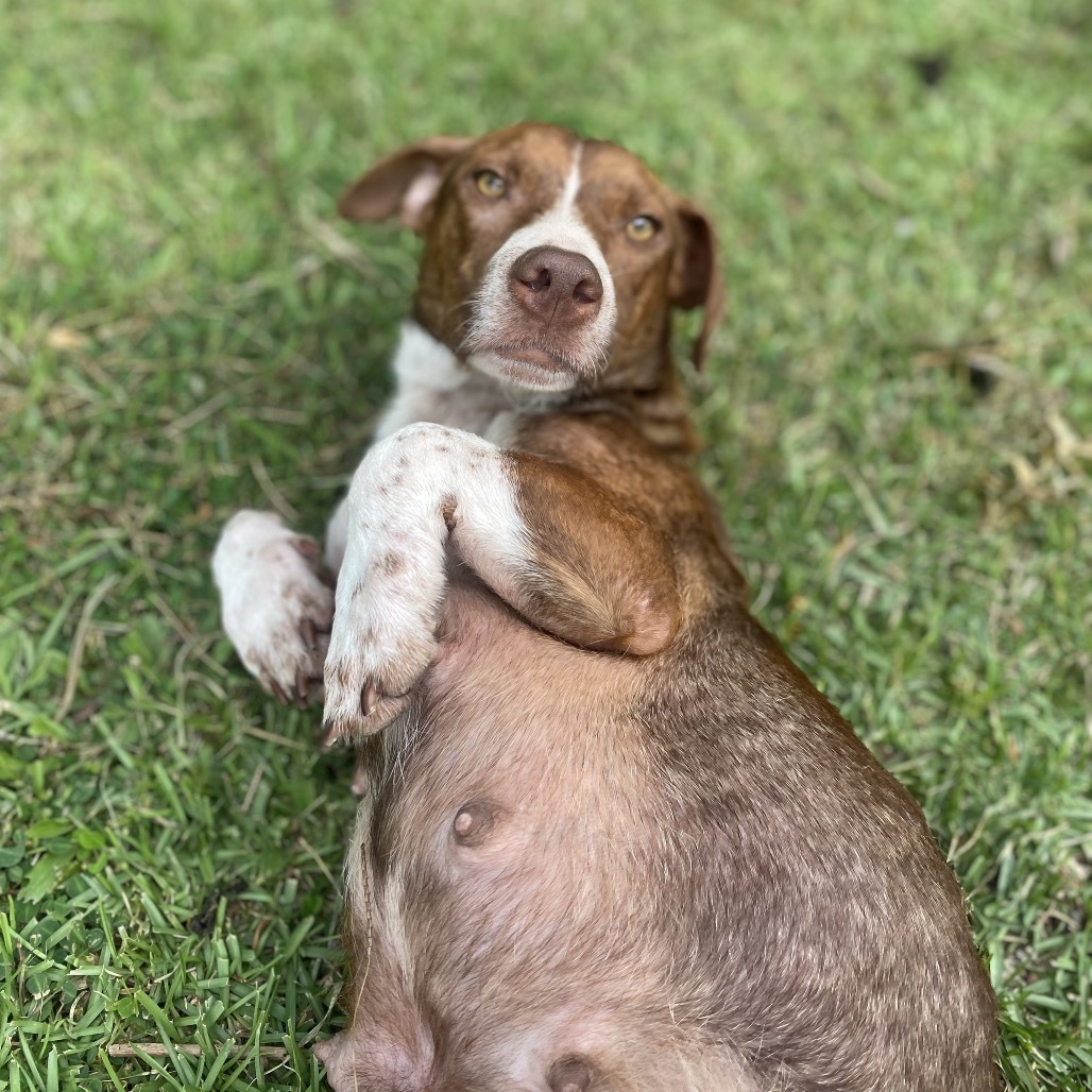 Mama Lina (COH-A-64680), an adoptable Mixed Breed in Keaau, HI, 96749 | Photo Image 2