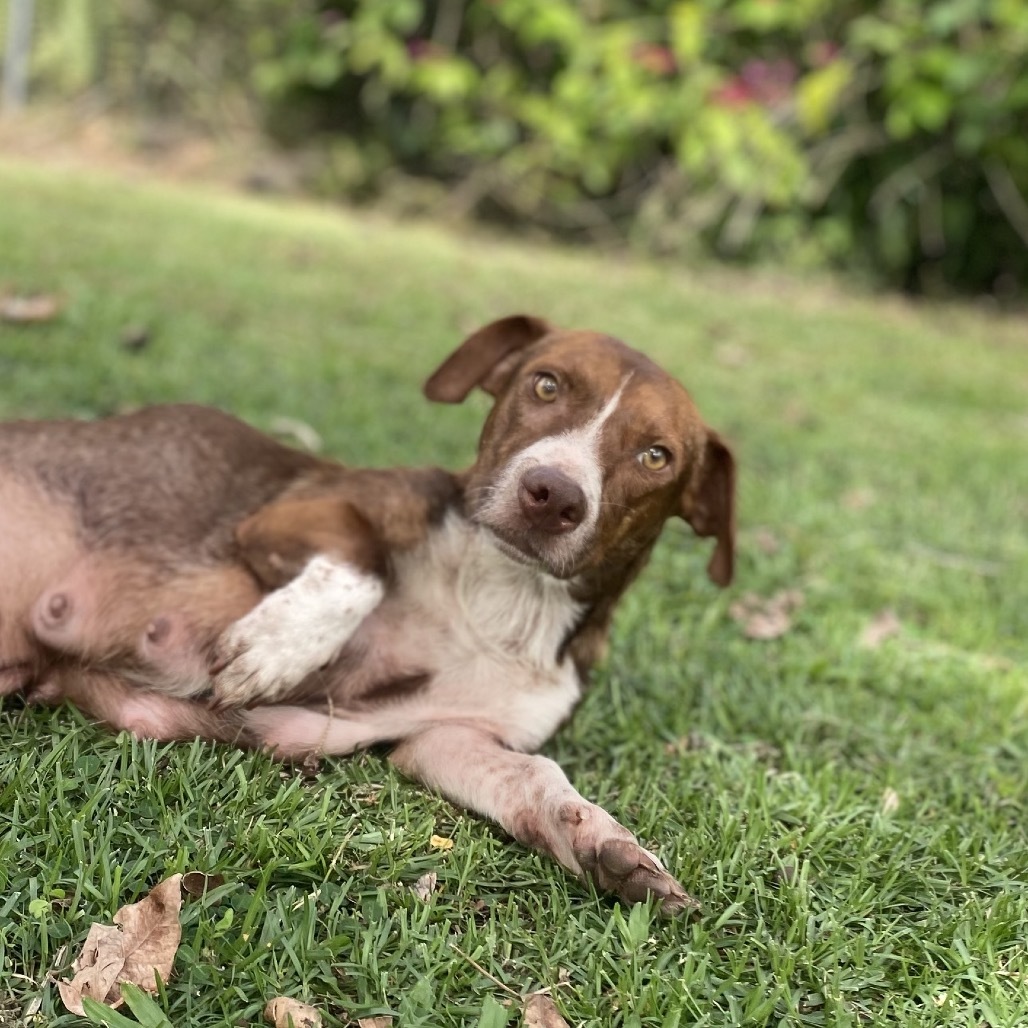 Mama Lina (COH-A-64680), an adoptable Mixed Breed in Keaau, HI, 96749 | Photo Image 3