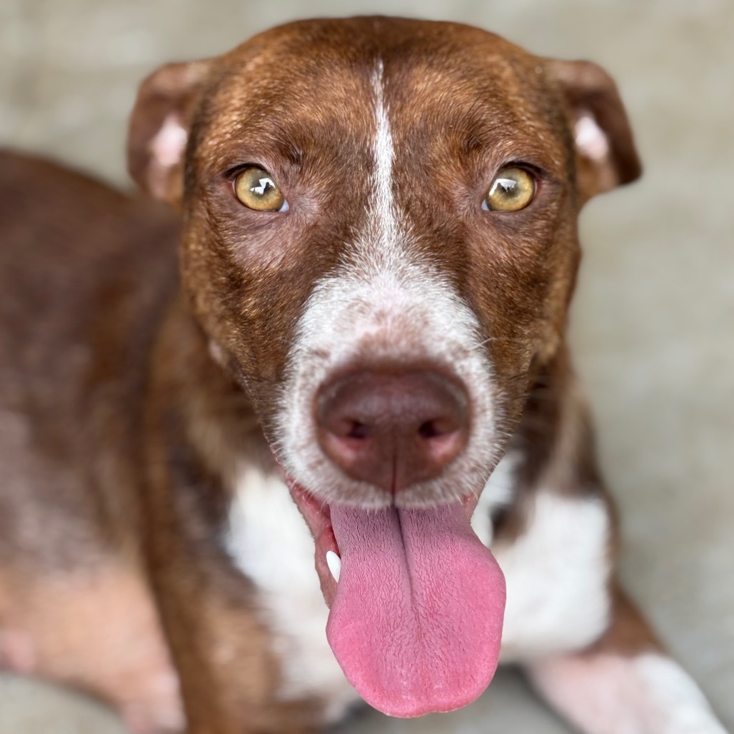 Mama Lina (COH-A-64680), an adoptable Mixed Breed in Keaau, HI, 96749 | Photo Image 4