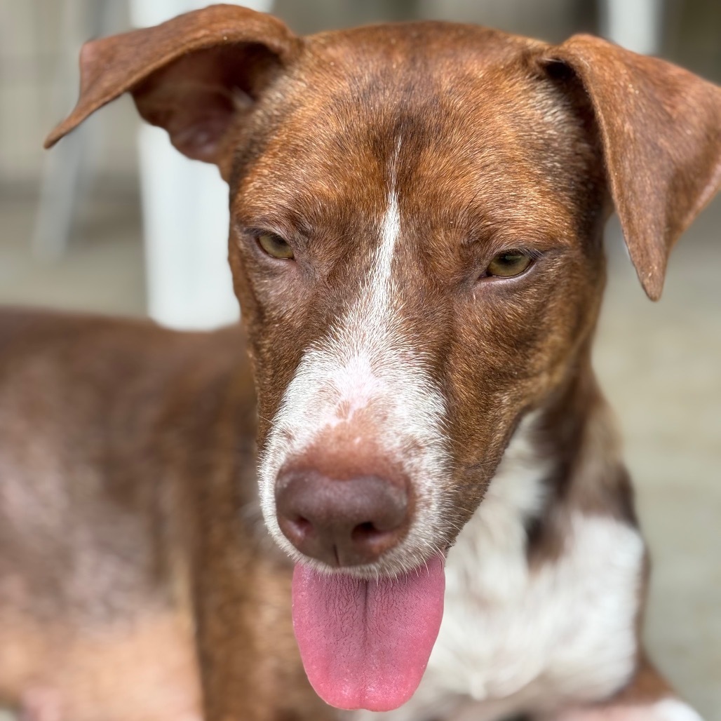 Mama Lina (COH-A-64680), an adoptable Mixed Breed in Keaau, HI, 96749 | Photo Image 5