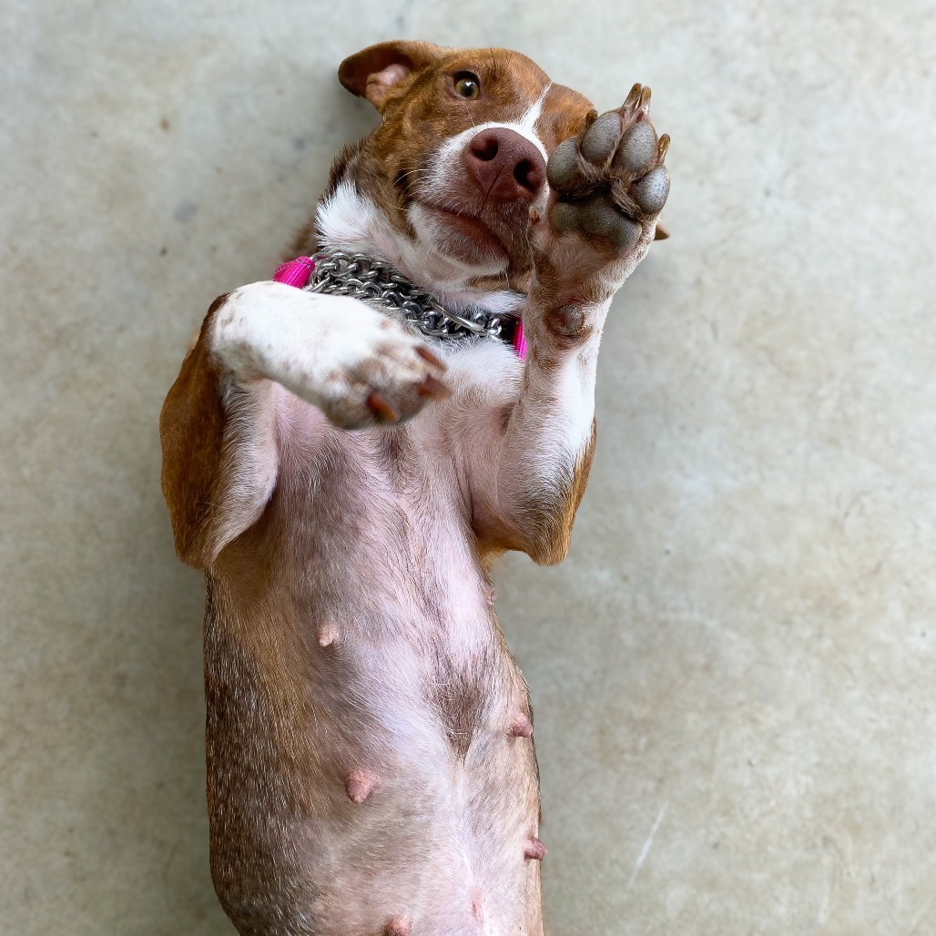 Mama Lina (COH-A-64680), an adoptable Mixed Breed in Keaau, HI, 96749 | Photo Image 6